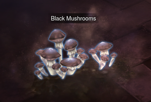 black mushroom